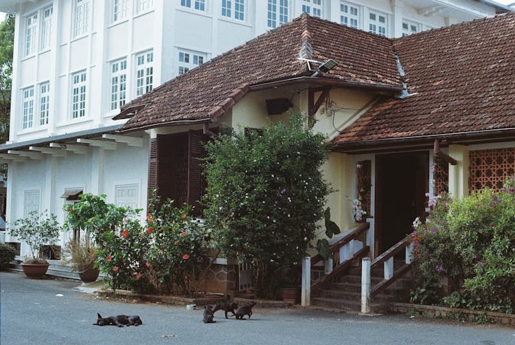 Black Puppies On Street