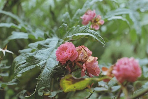 Ảnh lưu trữ miễn phí về cây bụi, lá, những bông hoa màu hồng