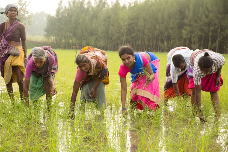 Women Planting Rice