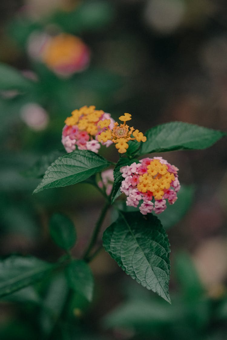 A Close-Up Shot Of A Lantana Camara