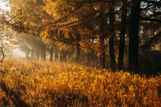A beautiful autumn forest with golden foliage illuminated by morning sunlight.