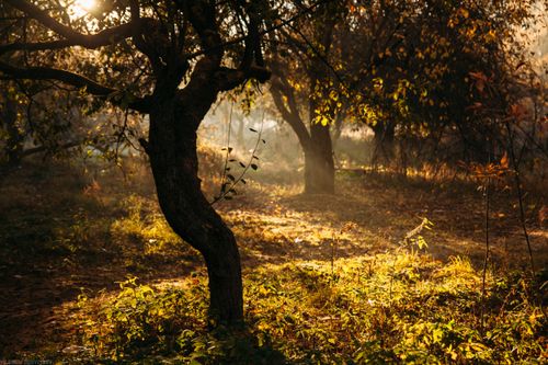 Free Golden sunlight filters through forest trees in a serene autumn scene. Stock Photo