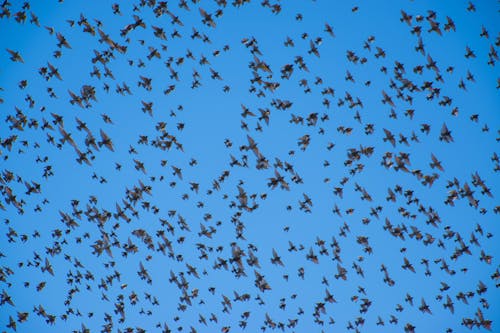 Darmowe zdjęcie z galerii z fotografia ptaków, grupa, latanie