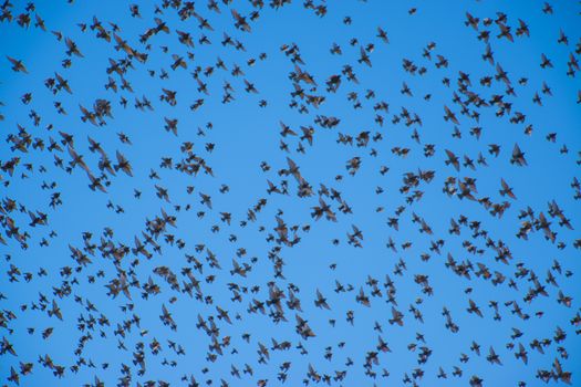 Flock of Birds Flying under Blue Sky