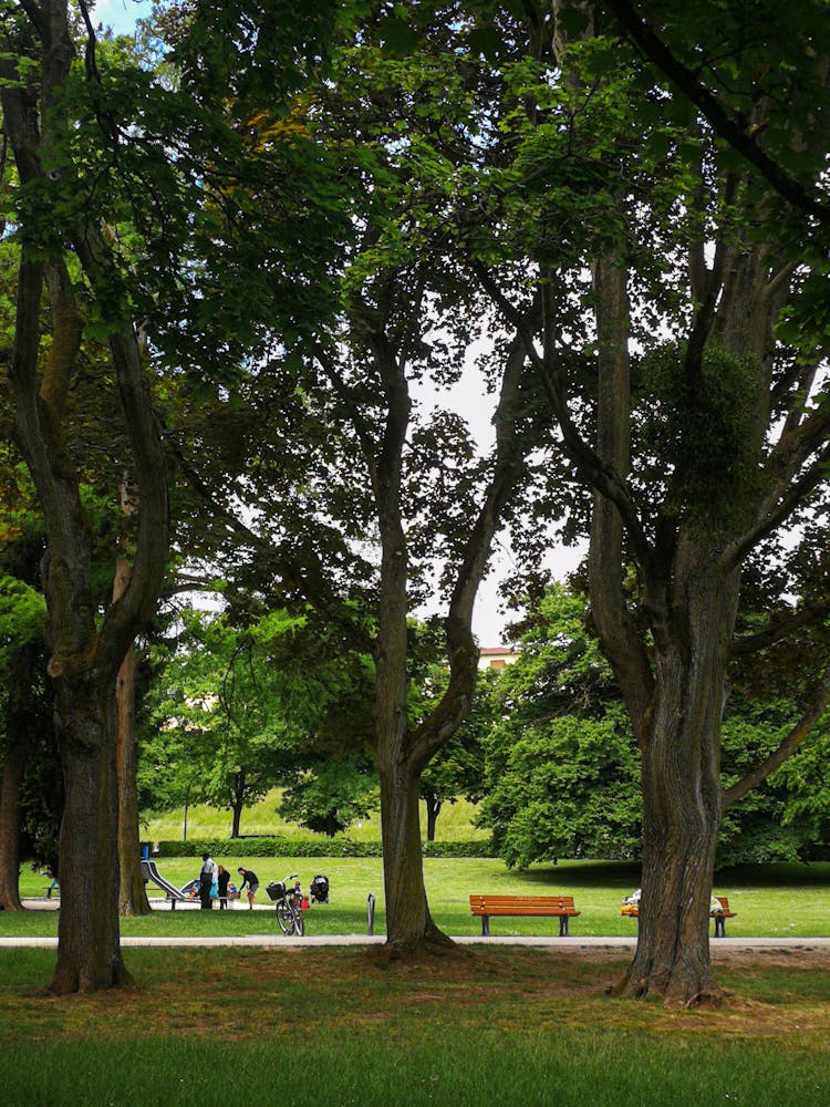 People Walking In Park