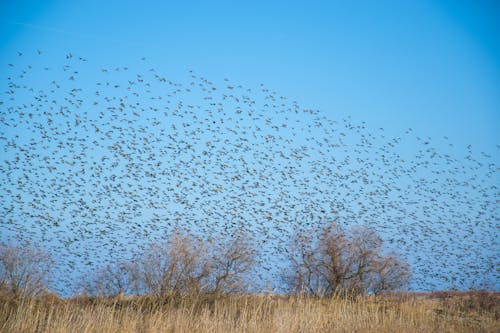 A Flock of Birds Flying A Grass Field