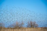 A stunning view of a large flock of birds flying over a field in Katerini, Greece.