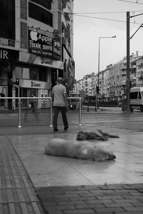 Free Stray Dogs Sleeping on Pavement in City Stock Photo