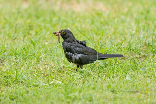 Amsel mit Regenwurm