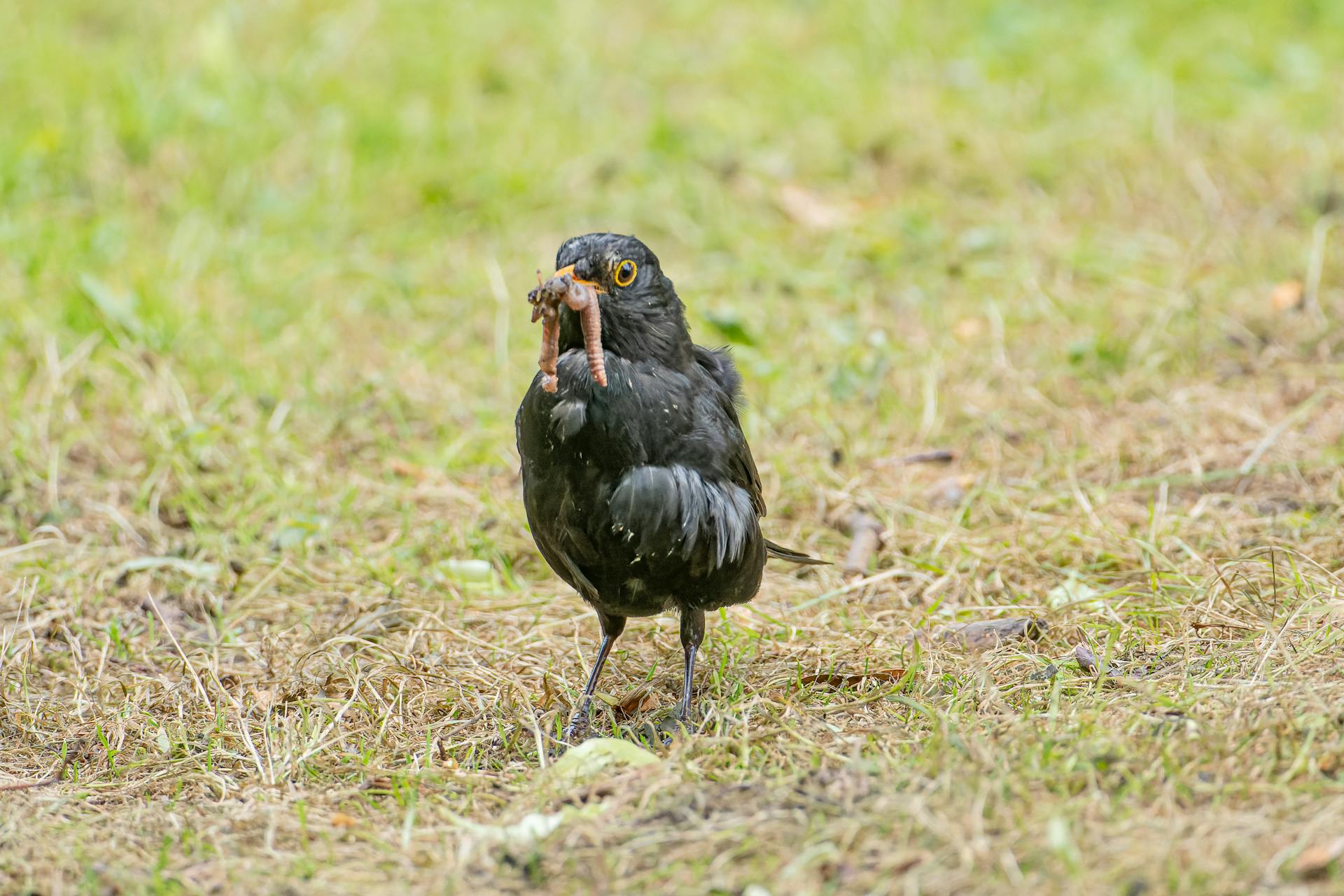 A Common Black Bird Eating Worms