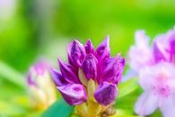 Budded Images