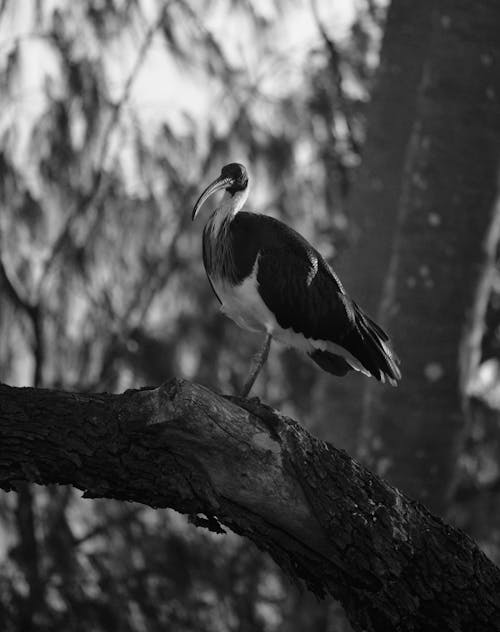 Close up of Bird