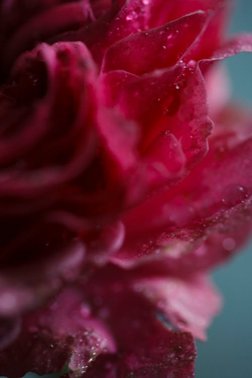 Free A Close-Up Shot of Water Droplets on Petals Stock Photo