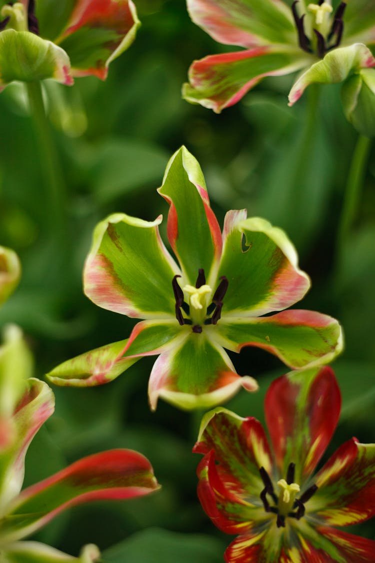 Close-up Of Wilted Tulips 