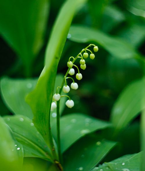 Free A delicate lily of the valley with fresh dew drops on leaves, captured in a lush green setting. Stock Photo