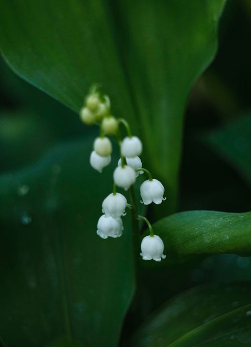 Free Close-up of a delicate lily of the valley bloom with lush green leaves. Stock Photo
