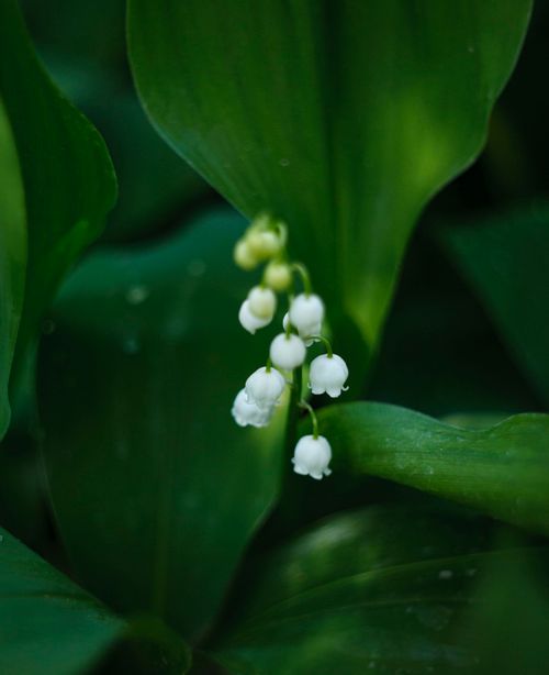 Free A beautiful close-up shot of white lily of the valley flowers with green leaves, captured in their natural environment. Stock Photo
