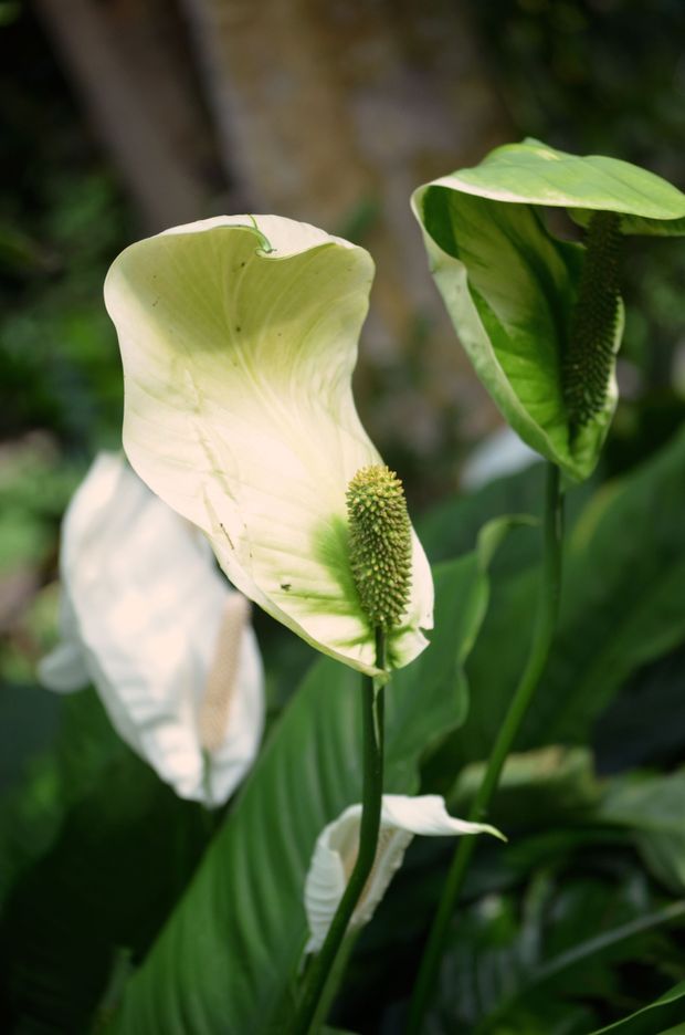 Lírio-da-paz com flor branca e folhas verdes