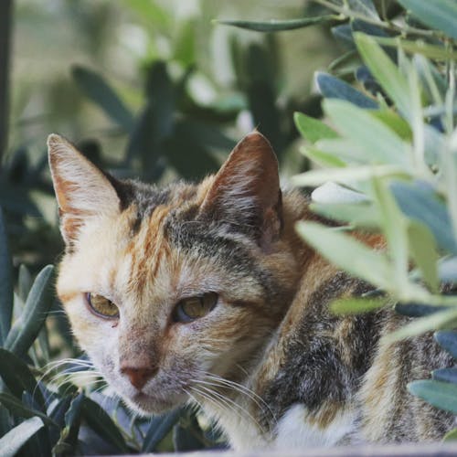Tabby Cat Beside Green Plants