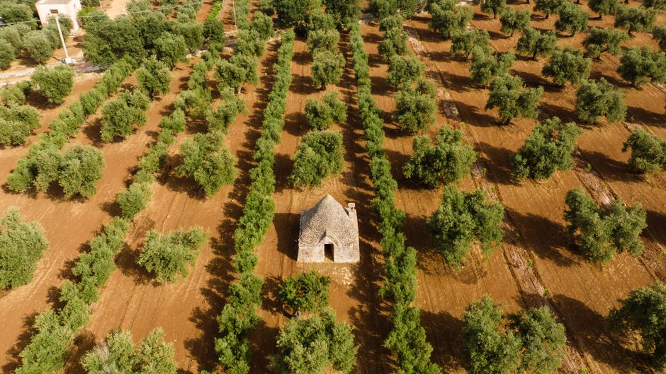 Immagine di copertina: Olio d'Oliva: La Rivoluzione Digitale in Campo e al Frantoio