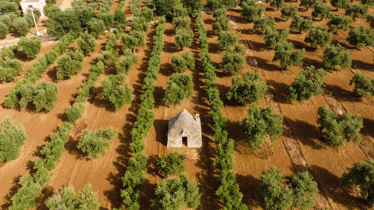 Aerial View of Green Trees on Brown Soil