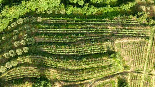 Drone Shot of a Cropland 