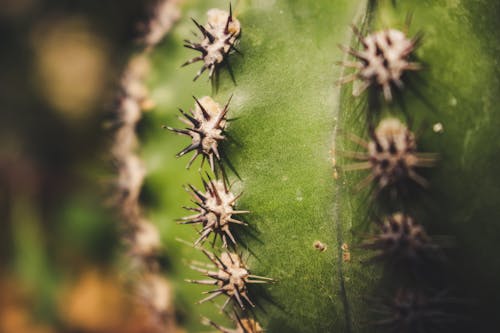 Close-Up Photography of Cactus Thorns