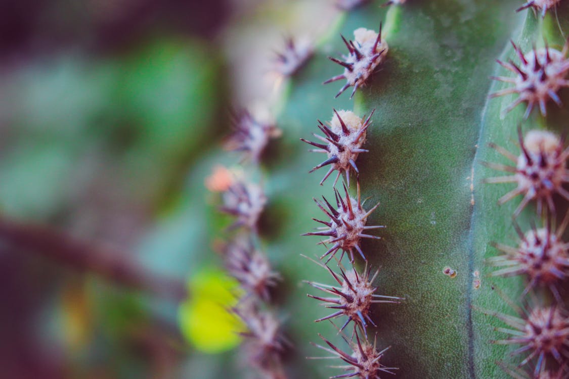 Selective Focus Photography of Cactus Plant