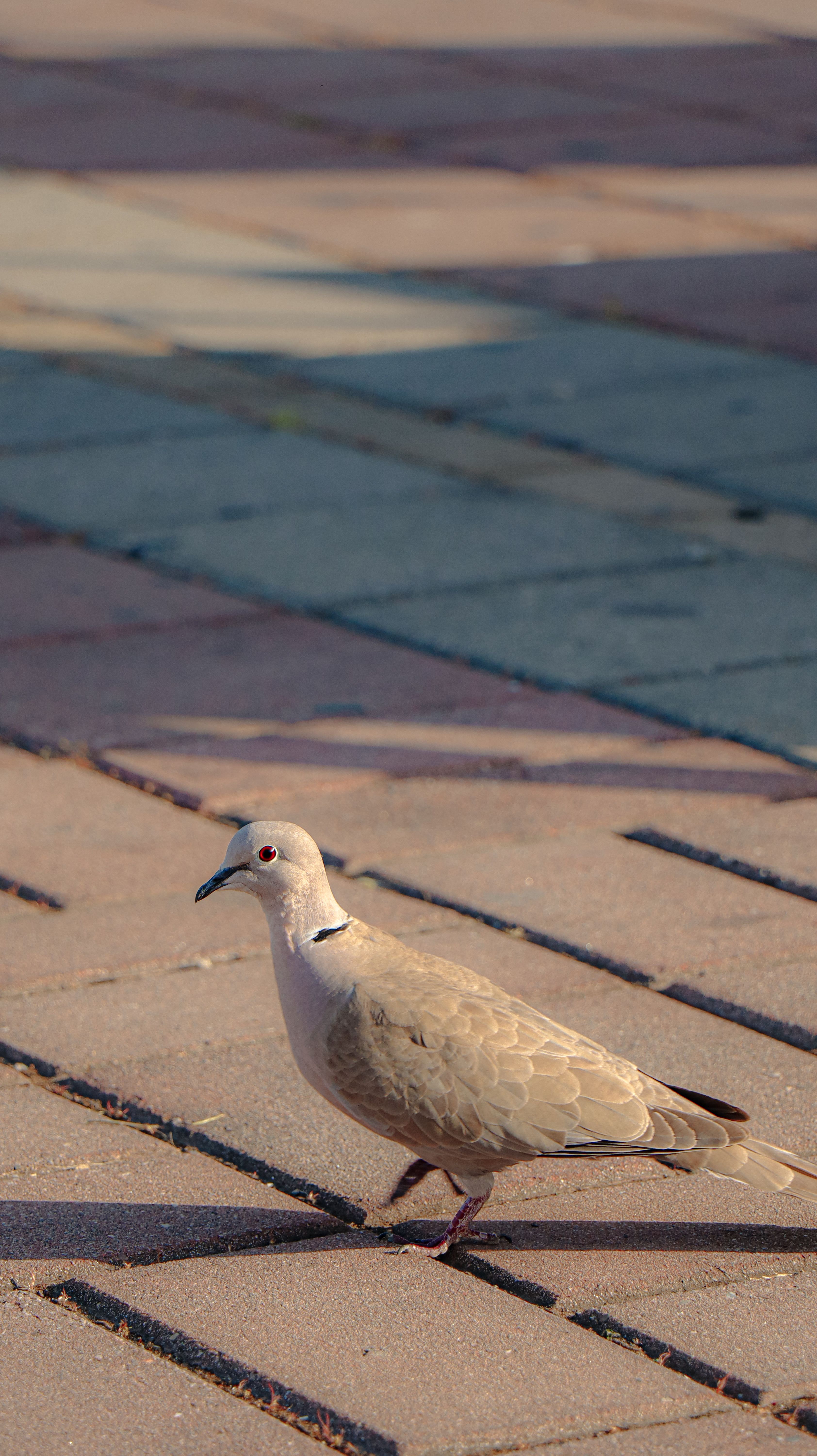 Close-up of a pigeon on sunlit paving stones, capturing vibrant urban wildlife.