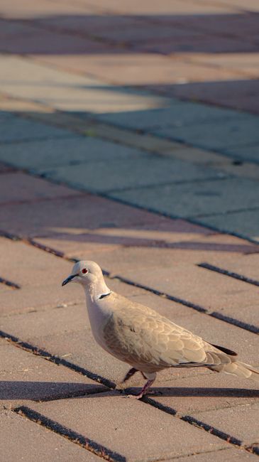 Close-up of a pigeon on sunlit paving stones, capturing vibrant urban wildlife.