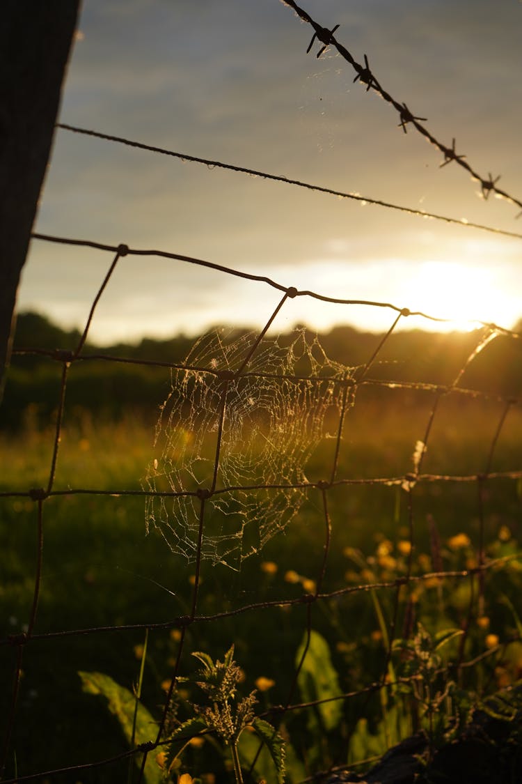 Photograph Of A Cobweb On A Fence