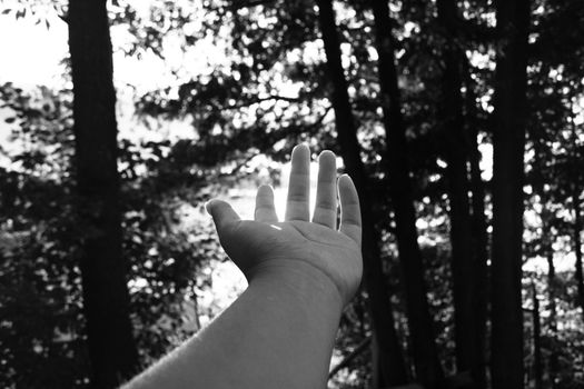 A black and white photo of a hand reaching out in a serene forest setting.