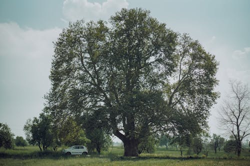 Foto profissional grátis de ao ar livre, área, árvore