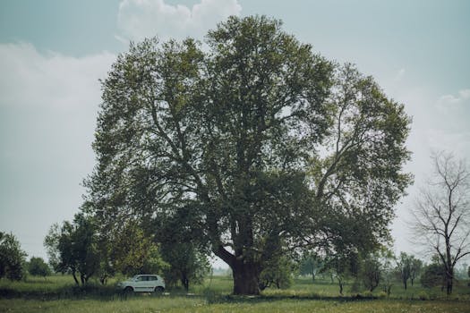 A large tree stands tall in a field on a sunny day, with a car parked nearby.