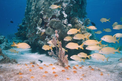 grátis Foto profissional grátis de água, coral, embaixo da água Foto profissional