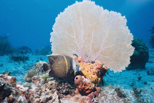 Foto profissional grátis de água, embaixo da água, natureza