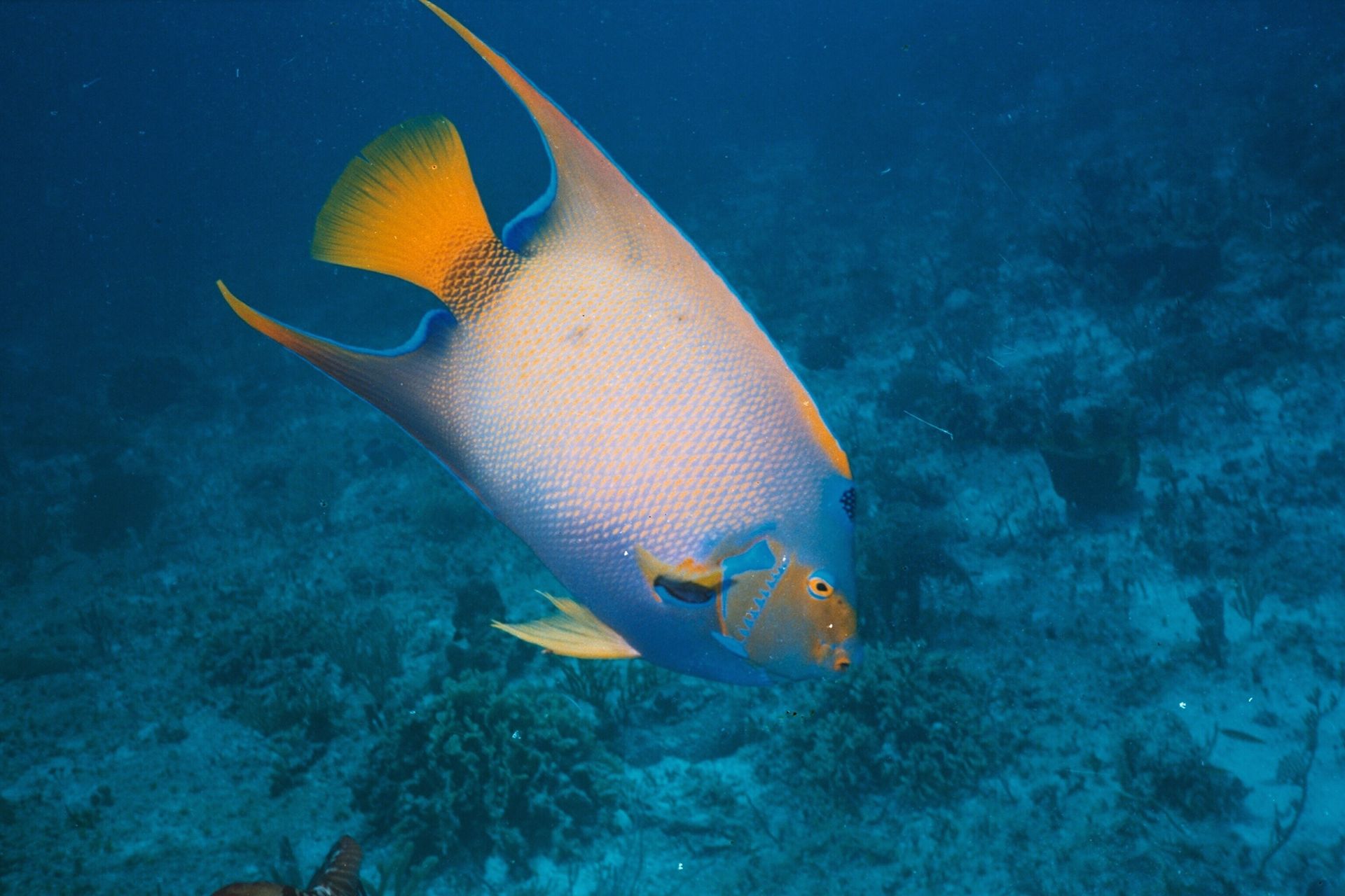 Underwater close-up of a colorful Queen Angelfish in its natural coral reef habitat.
