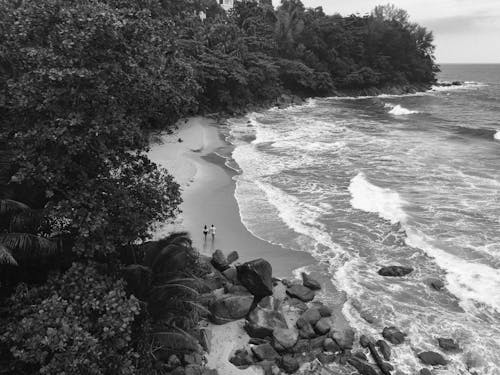 Foto d'estoc gratuïta de blanc i negre, mar, onades