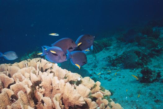 Underwater scene of colorful coral reefs with various fish swimming in a deep ocean environment.