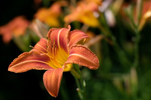 An Orange Stargazer Flower in Bloom
