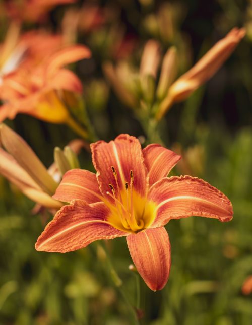 Free A stunning close-up of an orange daylily flower in full bloom against a lush green background. Stock Photo