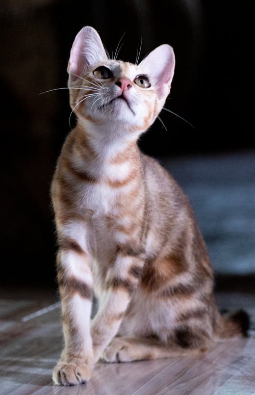 An Orange Tabby Kitten Looking Up