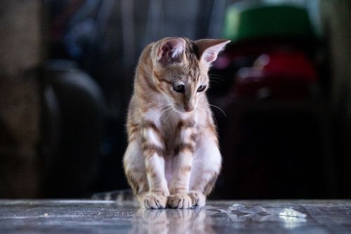 Free Adorable Bengal kitten sitting indoors with a reflective surface. Stock Photo