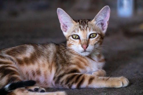 Fotos de stock gratuitas de acostado, animal domestico, de cerca