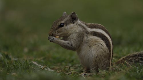 Close-up of a Chipmunk 