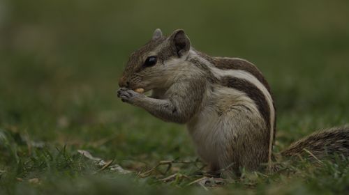 Free Adorable close-up of a chipmunk eating while perched on grassy ground in a natural setting. Stock Photo