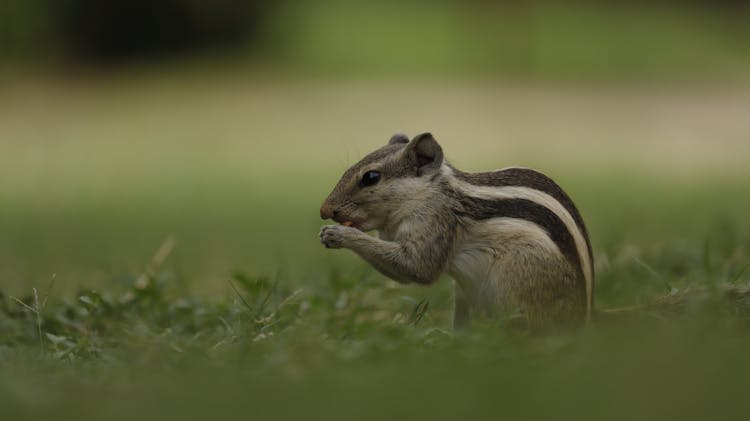 Close-up Of A Chipmunk Eating 