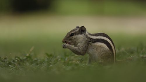 Free Detailed close-up of a chipmunk with a striped back eating on a grassy field. Stock Photo