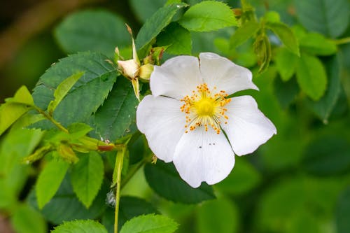 Free stock photo of flower, petals, rose