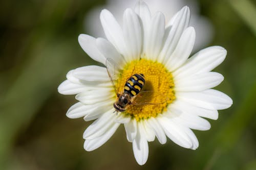 Gratis arkivbilde med bie, dyreliv, entomologi Arkivbilde